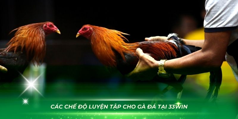 Cách Nuôi Gà Đá Có Lực - Các chế độ luyện tập cho gà đá tại 33WIN