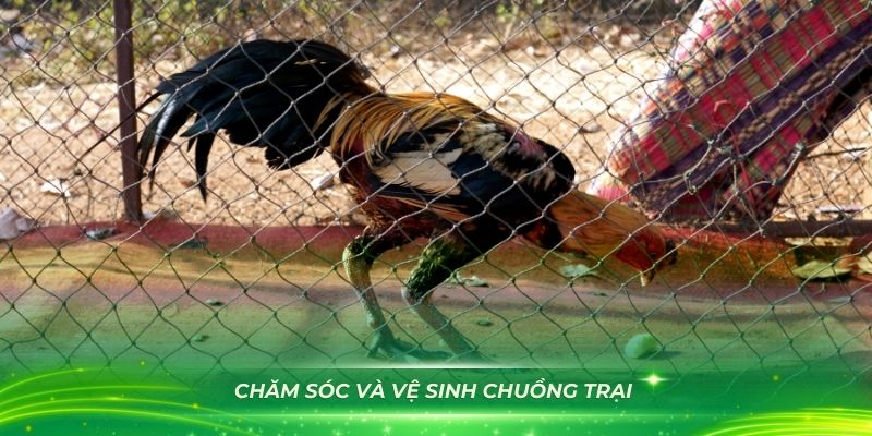 Cách nuôi gà đá có lực - Cách chăm sóc và vệ sinh chuồng trại hiệu quả