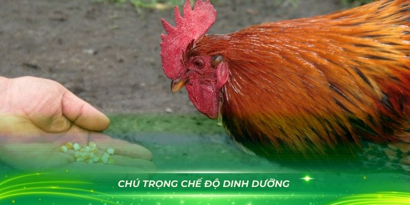 Cách Nuôi Gà Đá Có Lực - Chú trọng chế độ dinh dưỡng cho gà đá tại 33WIN