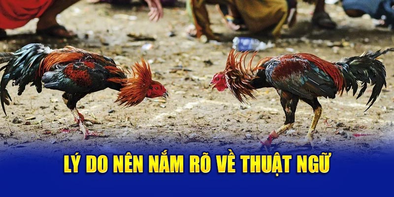 Lý do nên nắm rõ về thuật ngữ