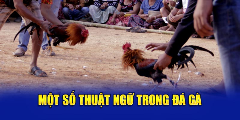 Một số thuật ngữ trong đá gà